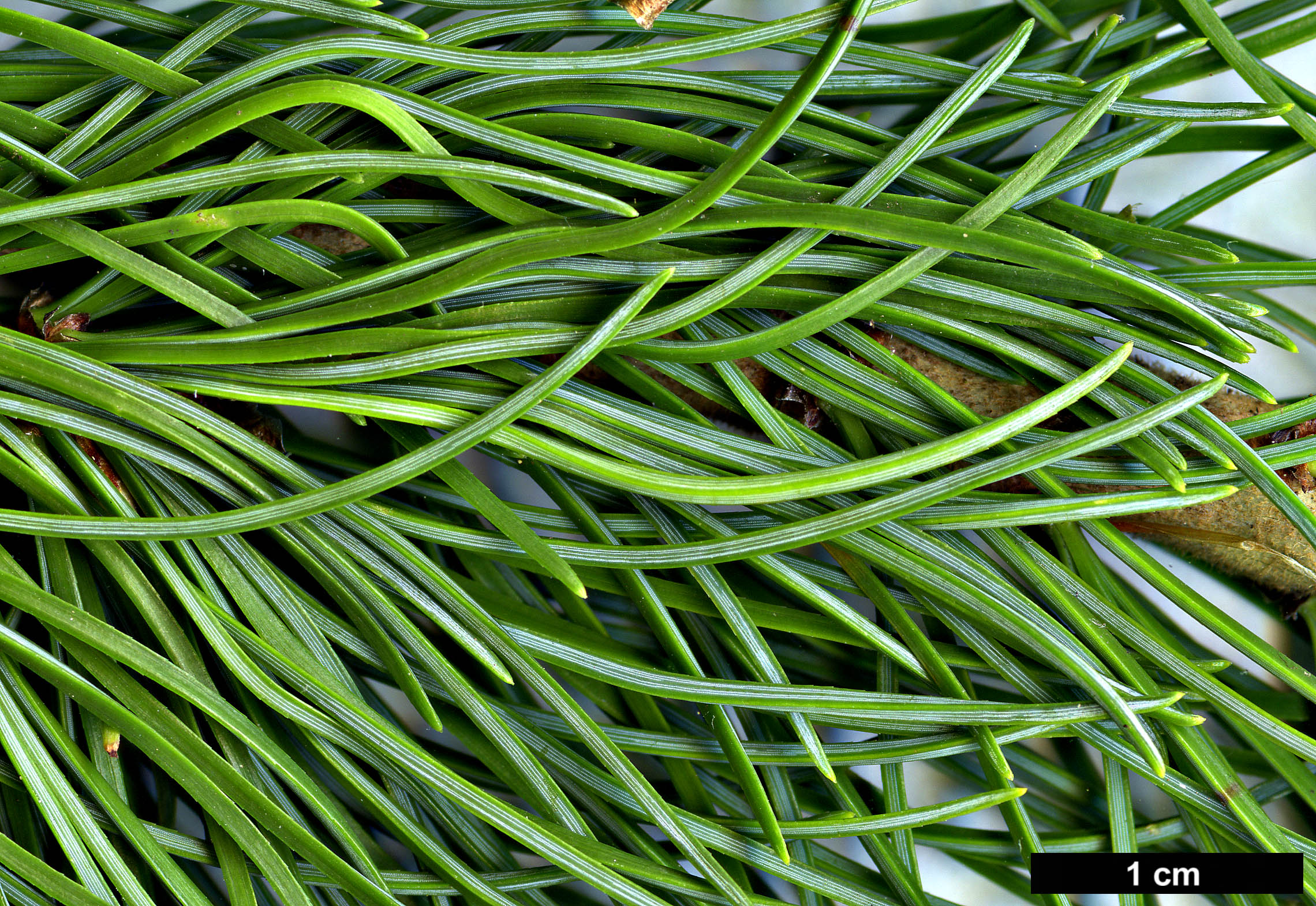 High resolution image: Family: Pinaceae - Genus: Pinus - Taxon: parviflora - SpeciesSub: var. pentaphylla